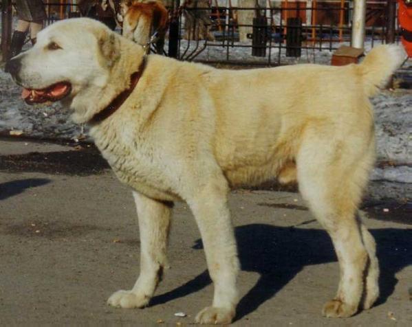 RUS CH Afi-Abdula