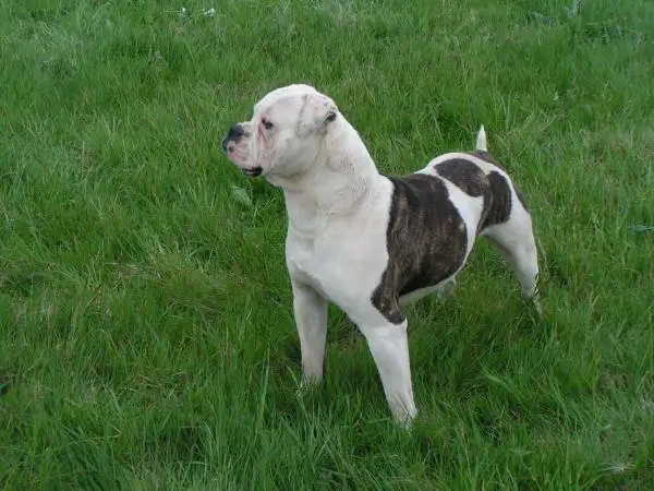 ABNA CH Bulldog City's Keyzer Soze