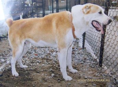 Pharaon