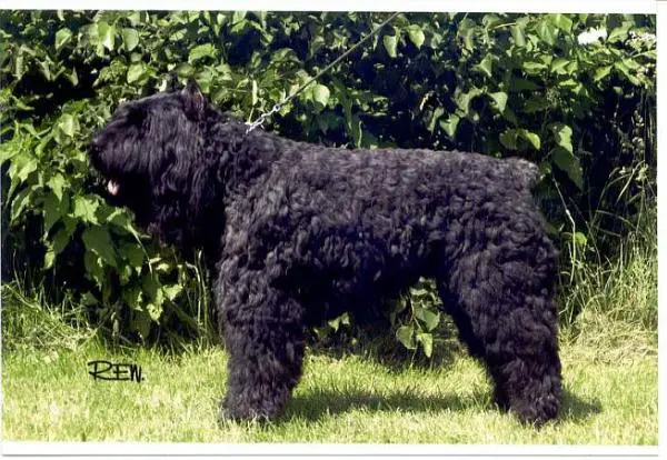 Oscar du Clos d'Ebene