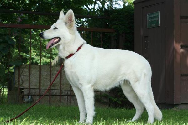 Fancy Ice Surprice of White Condor