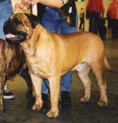 Lucky Star Vom Frankental