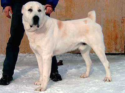 RUS,NKP,RKF CH,CACIB Ergis