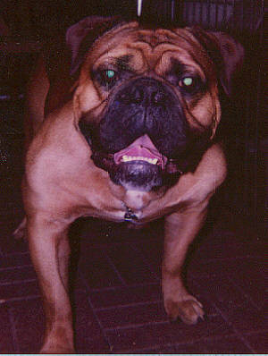 Jolicoeur's Harley/ Gargoyle's Harley