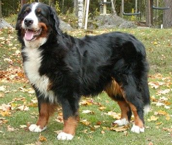 Stenhojdens Simza-La-Bim