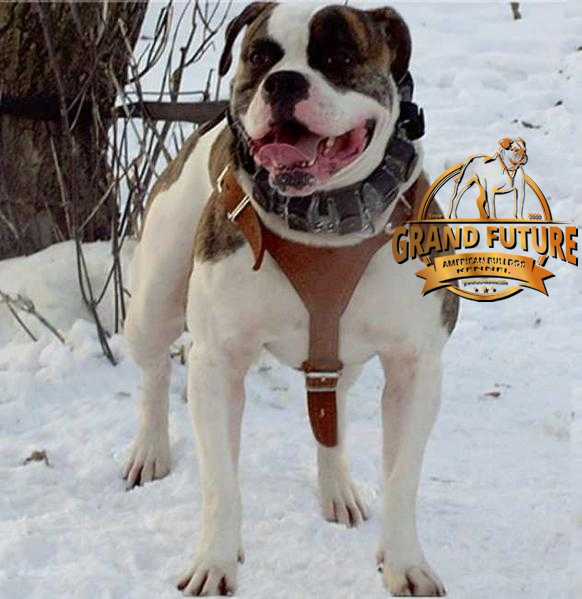 CH. Benjamin Wonderful @ GRAND FUTURE