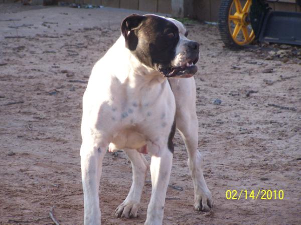 Goody's Sugar Grady of IBK