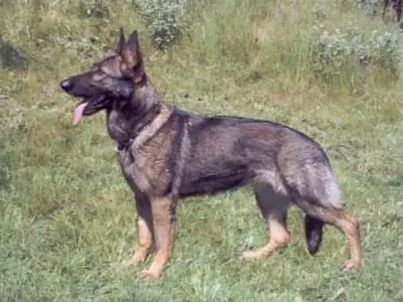 G Cleo vom Intscheder Wehr