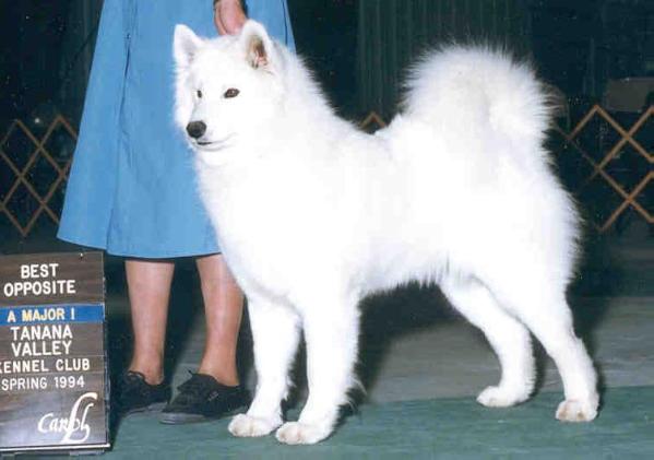 AM CH Wolf River's Dacotah