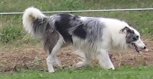 Dakota Jack