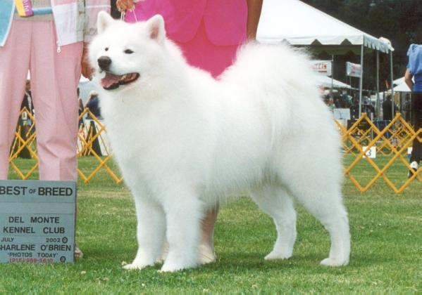 BISS AM CH Wolf River's Diamond With A Ruff