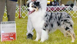 CH, MULTI BIS AKC/ASCA Bayshore Montrose Carvd N Stone