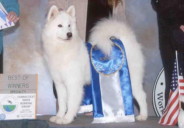 BISS AM GCH CH Wolf River's Moonrise