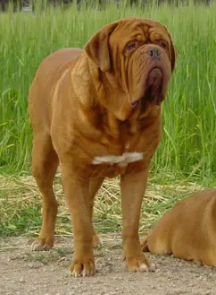 AUSTRALIAN CHAMPION Laruscades Hugo