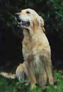 Laika Noroy du Plessy