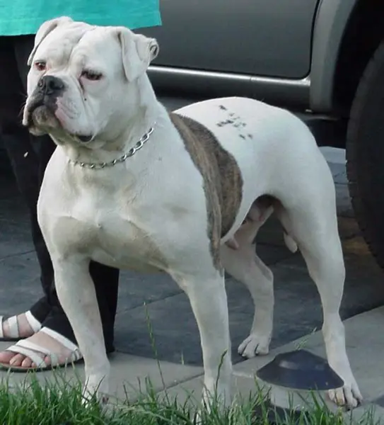 Pete's Demona Reaper