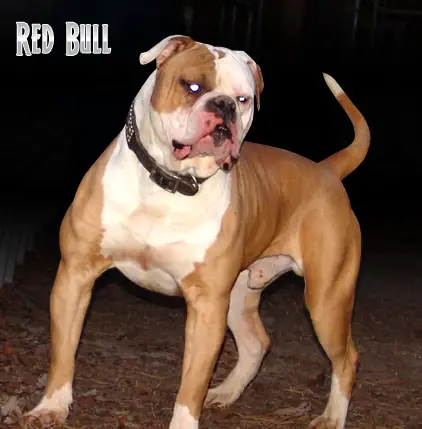 Triple K's Red Bull .32 .34