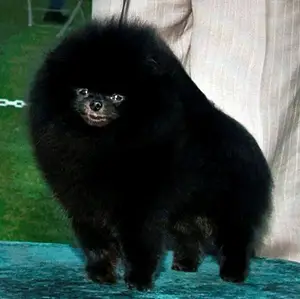 BISA/BISS AMCH Horizon-N-Janesa Indian Sundown