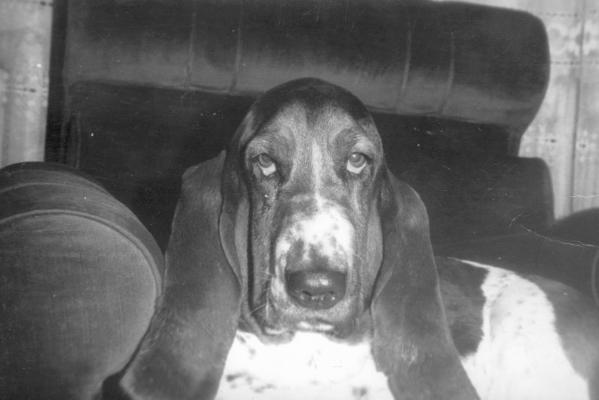 ARLENE z Morawske Orlice