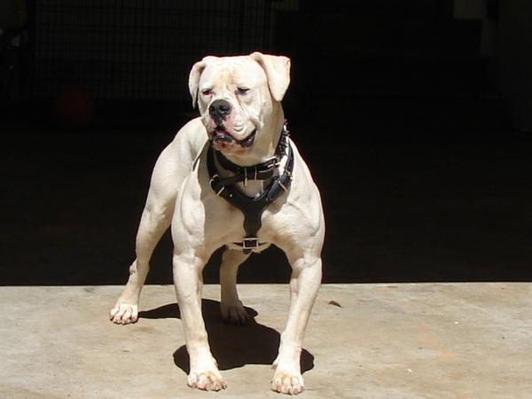 Pritchett's Diva