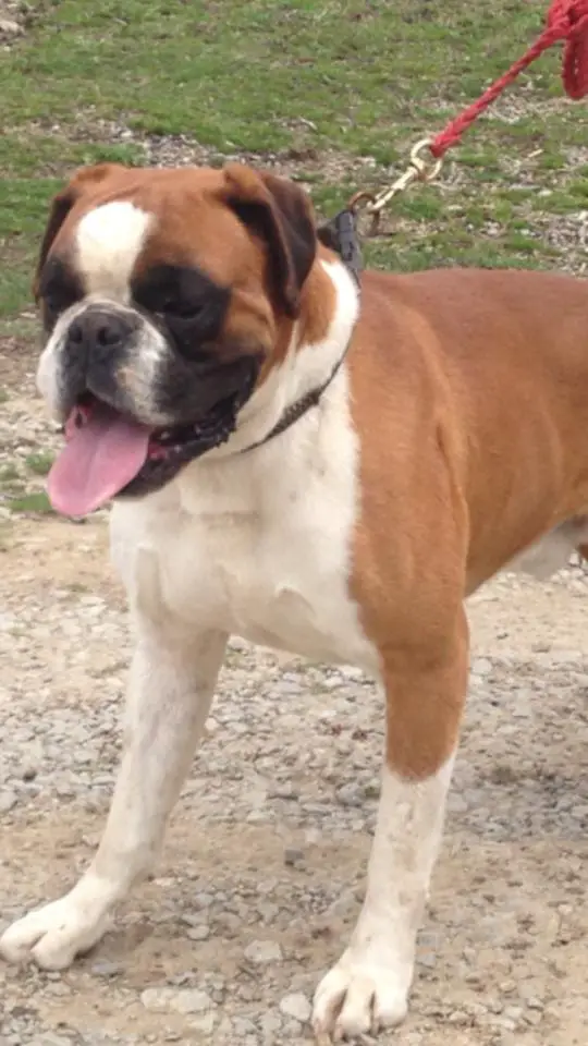 Bully Von Glogosia Bolero