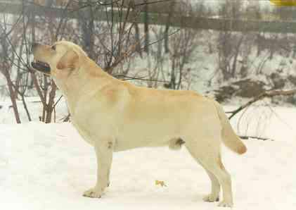 CH INT, RUS, GEO, BL Rosanan Templar