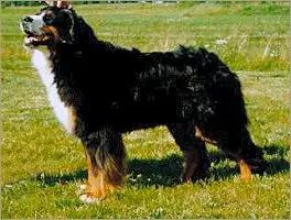 Alpenbach Janipan Kitty