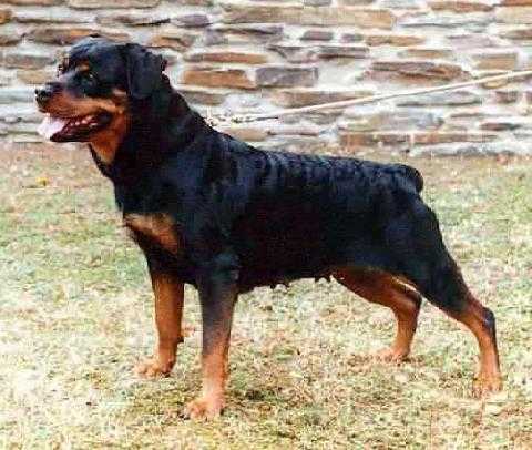 Anka van het Boya Park