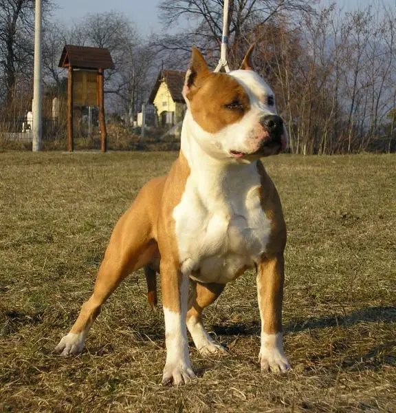 HCH,HJCH Imperial Rolling Rock