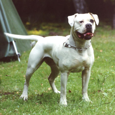 CH NKC, CH ABNA Proud Heroes' Eye in the Sky