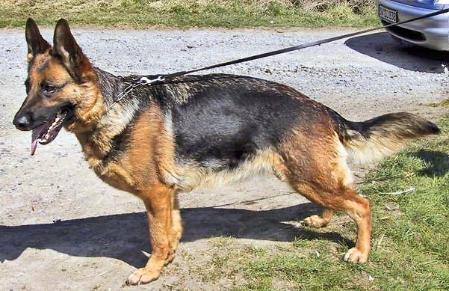 V Hira vom Kirschental