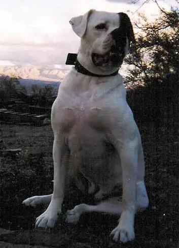 Mara's Roxie ( Holloway Bulldog )