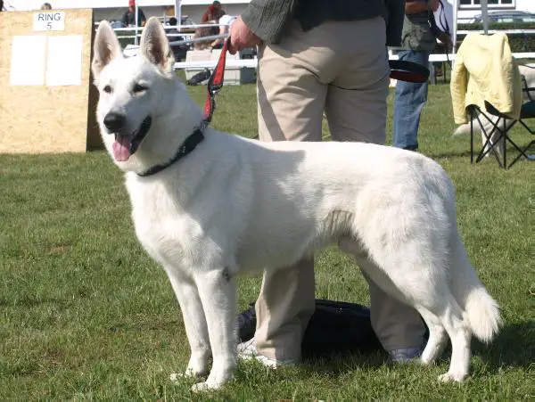 CHPL,BOB,BOG3 KREDO Biale Wzgorza