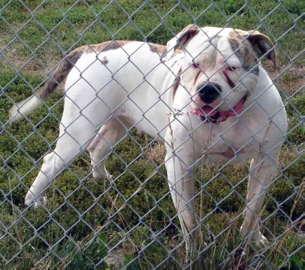 North Viking's I'm Canadian