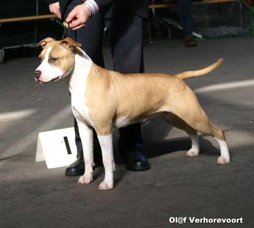 INT'L CH, BOB DK Staffs Go Rio Go