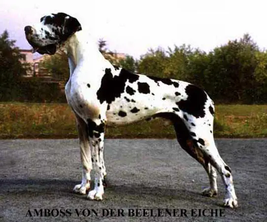 Amboss von der Beelen Eiche