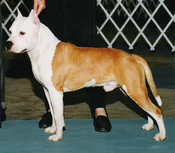 CH Perdue's Hadley's Red Devil