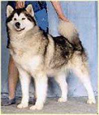 CAN CH Keikewabic's Shila