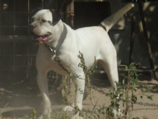 Palumbo's Lady Machine