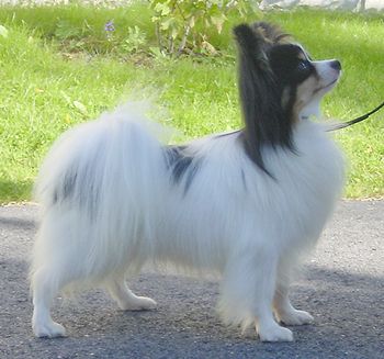 FIN CH MVA Siljans Amiral