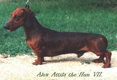 INT CH EUJW Alex Attila the Hun VII