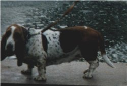 Chintsiya of Ebenezer Bek