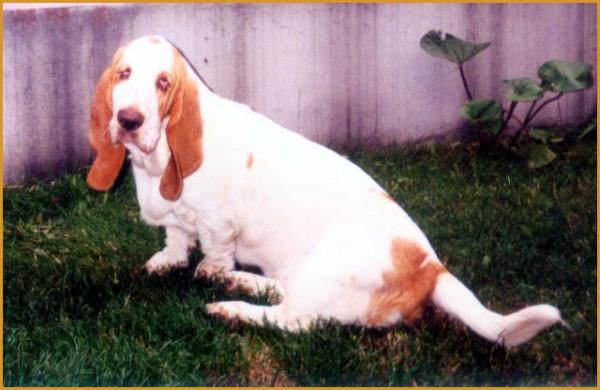 MATYLDA  Klan Piegowatych