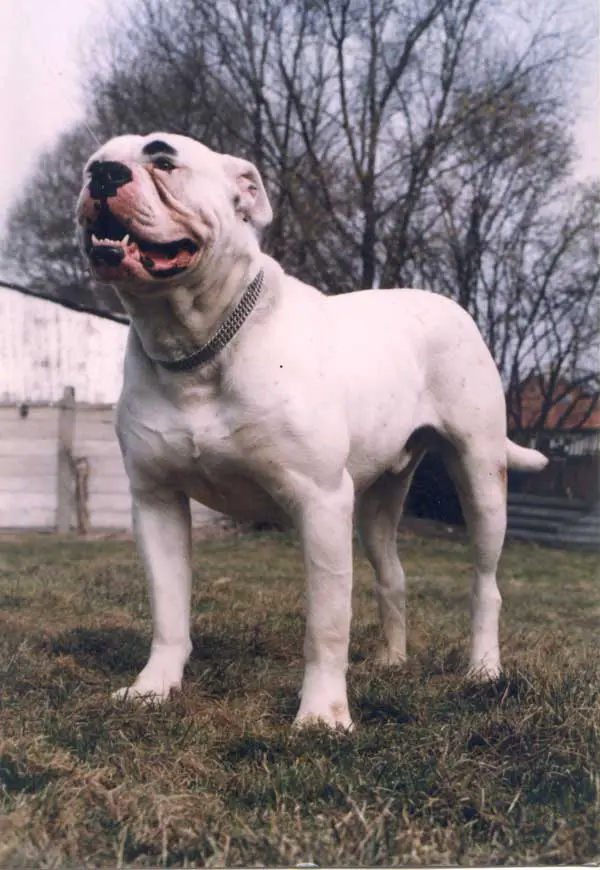 Kennedy's Rocky Dangerfield