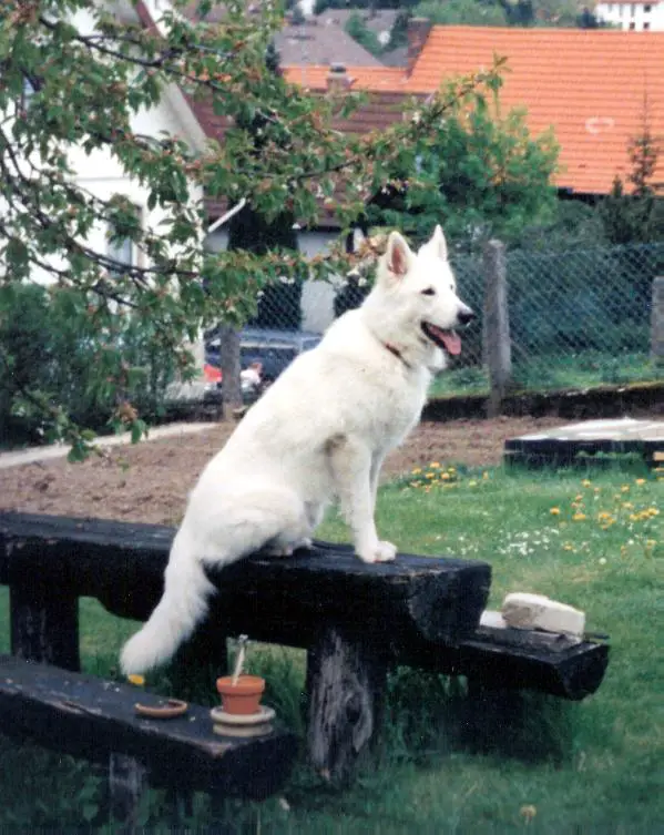 Falk vom Landecker Amt