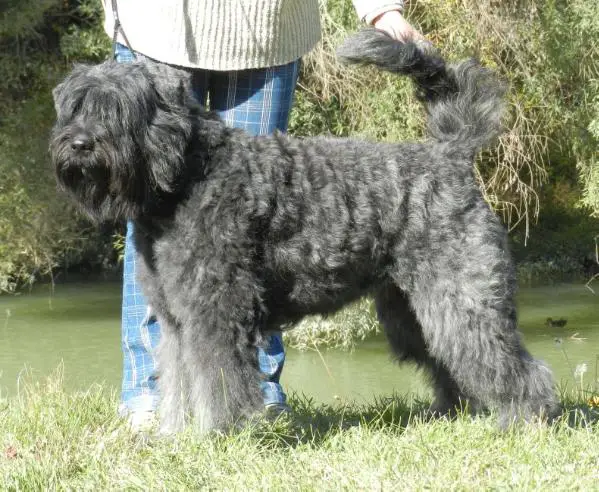 HJCH HSCH HCH Amy od Citovského mlýna