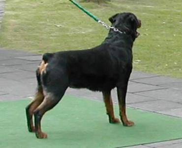 Bea vom Remmelshof