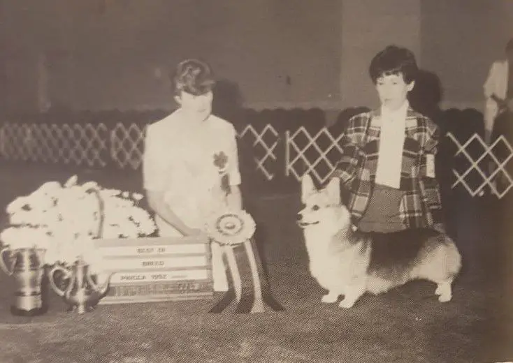 CH Howbout Welsh Wonderboy