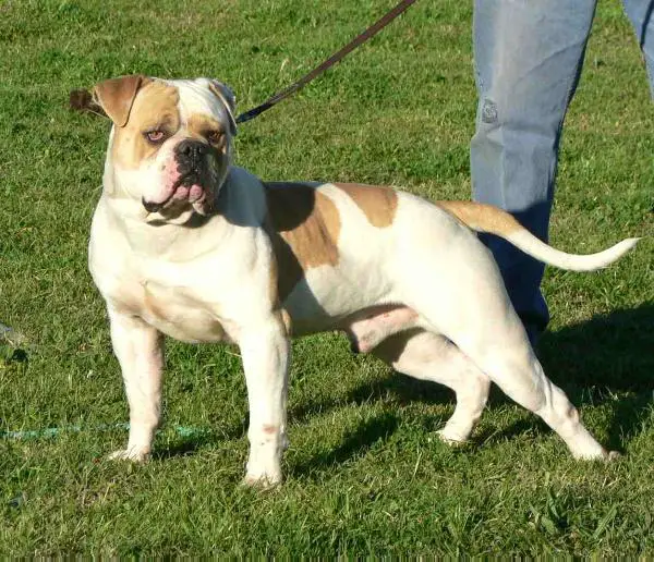 Manstopper's/Boyd's Dually Truck PH 0.29 / 0.33