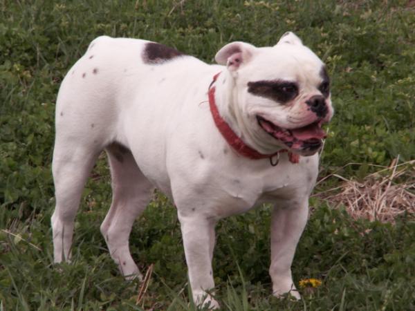 Rayer's Whole Lotta Rosie